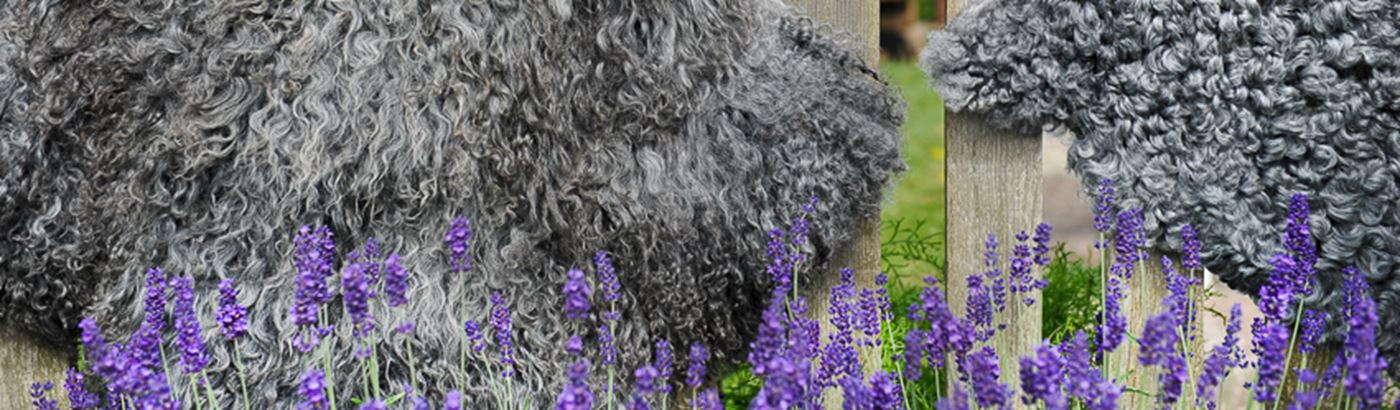 Lammskinn från Lammbutiken i Äpplerum lavende